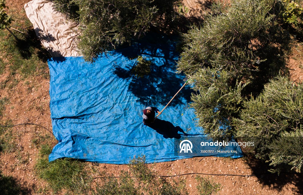Olive harvest starts in Turkiye's Mardin