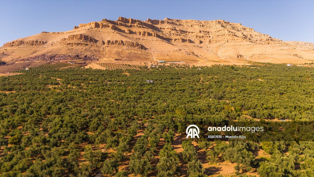 Olive harvest starts in Turkiye's Mardin