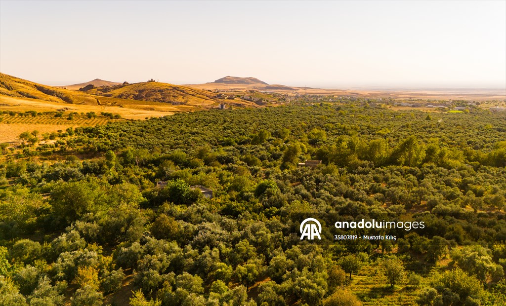 Olive harvest starts in Turkiye's Mardin
