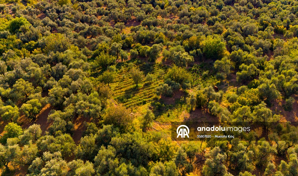 Olive harvest starts in Turkiye's Mardin