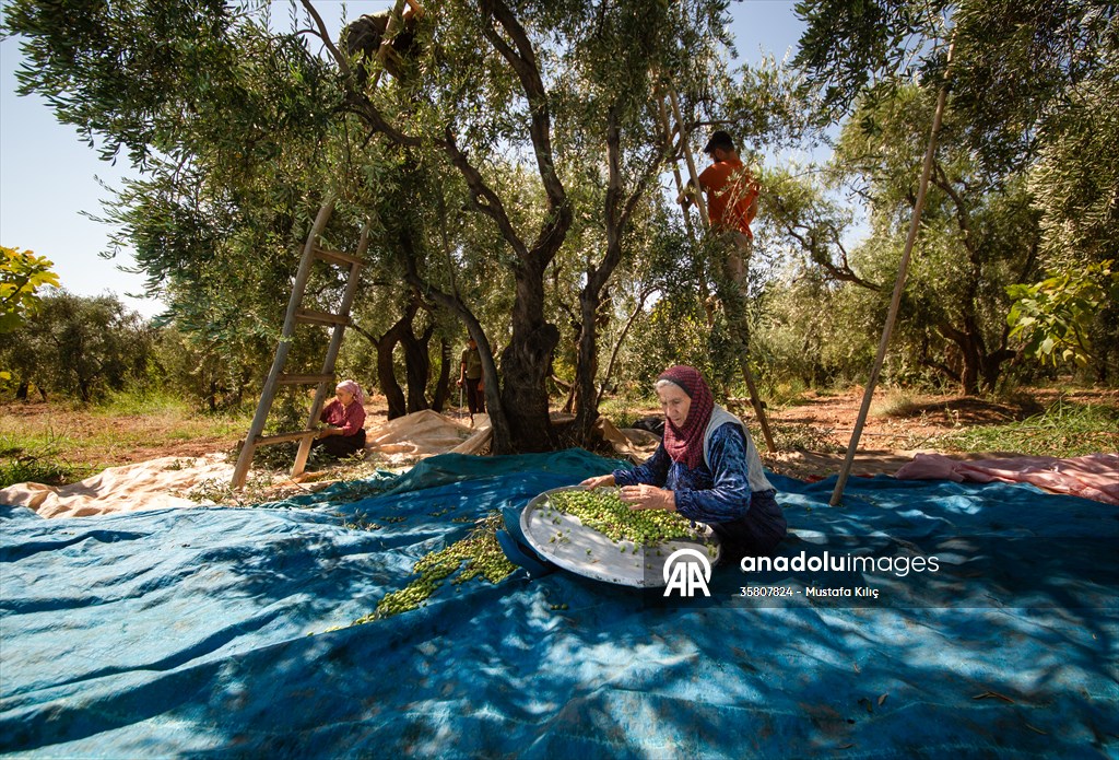 Olive harvest starts in Turkiye's Mardin