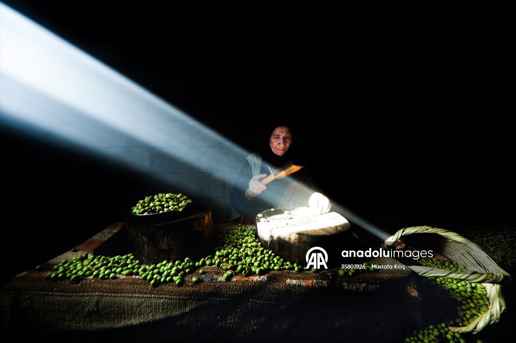 Olive harvest starts in Turkiye's Mardin