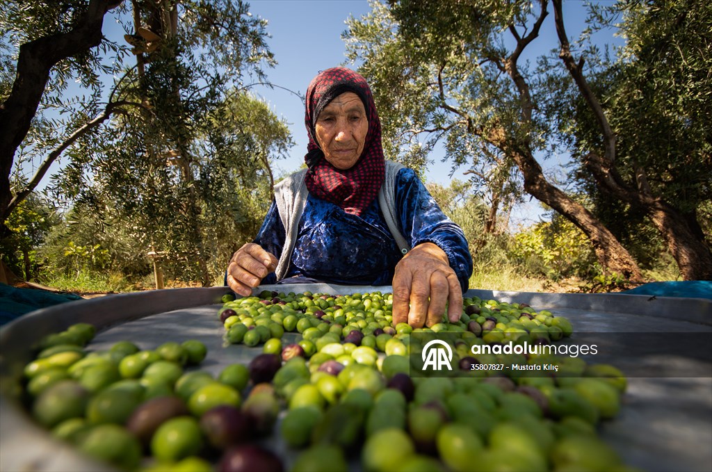 Olive harvest starts in Turkiye's Mardin