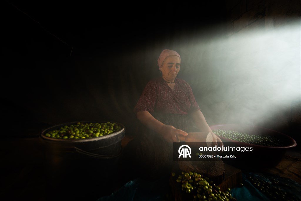 Olive harvest starts in Turkiye's Mardin