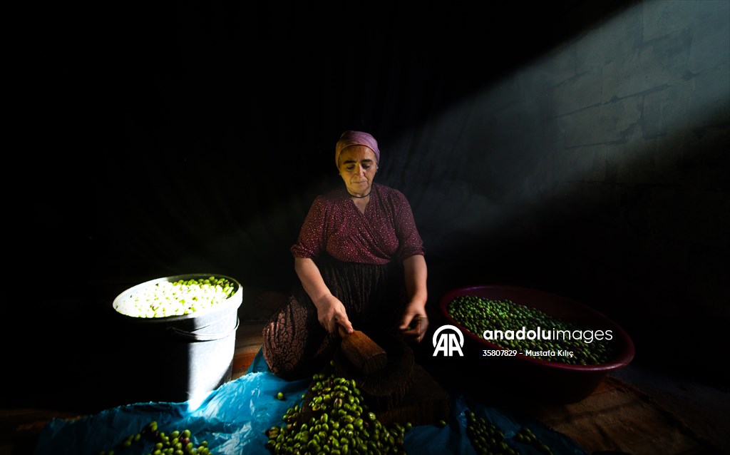 Olive harvest starts in Turkiye's Mardin