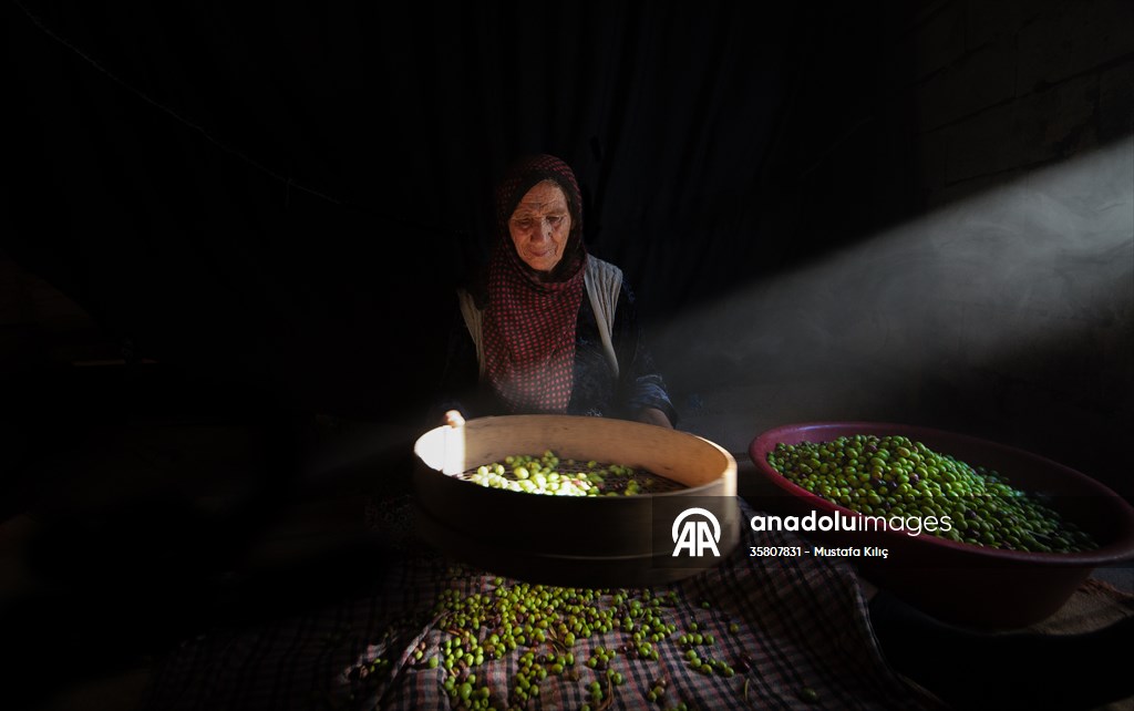 Olive harvest starts in Turkiye's Mardin