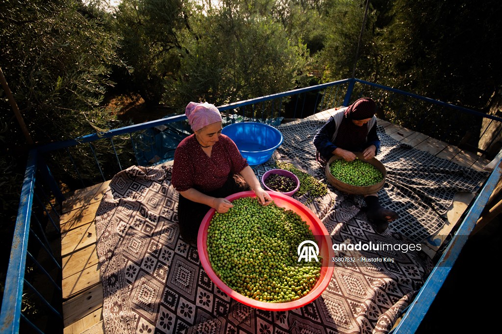 Olive harvest starts in Turkiye's Mardin