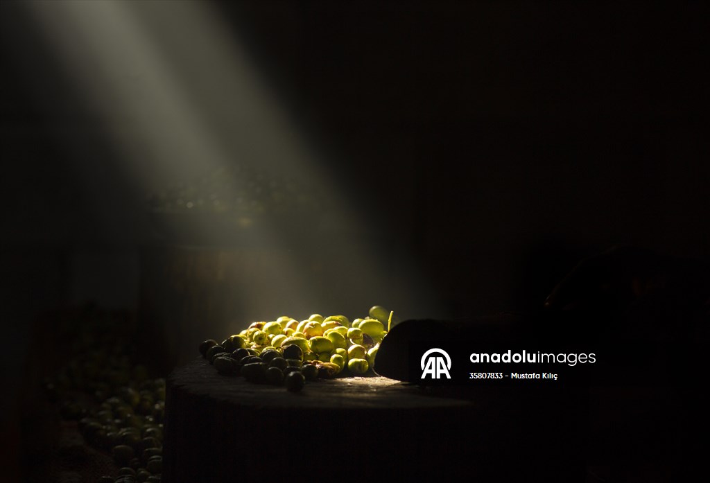 Olive harvest starts in Turkiye's Mardin