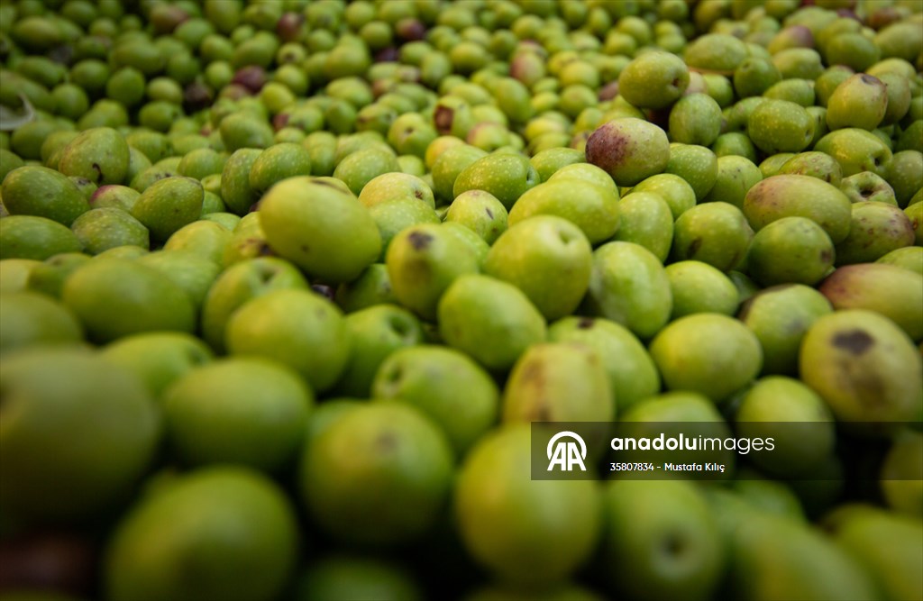 Olive harvest starts in Turkiye's Mardin