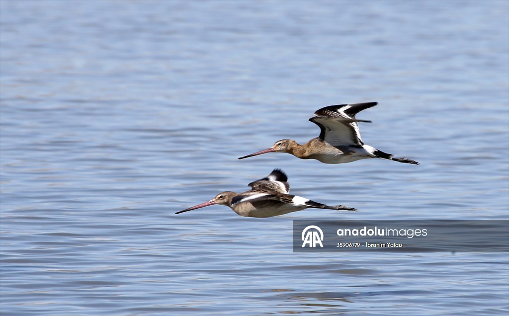 Muş Ovası, sulak alanlarıyla göçmen kuşlara yuva oluyor