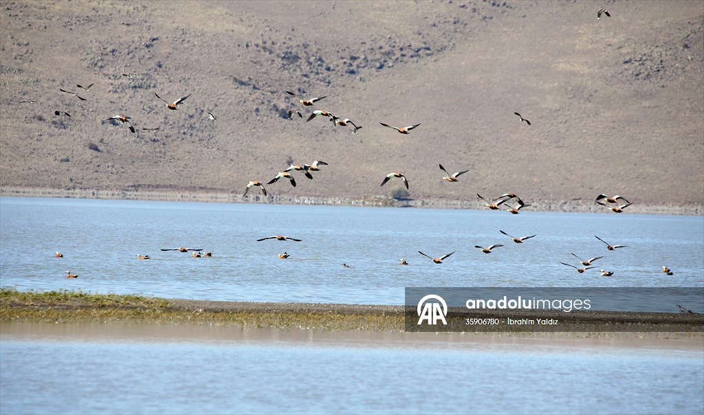 Muş Ovası, sulak alanlarıyla göçmen kuşlara yuva oluyor