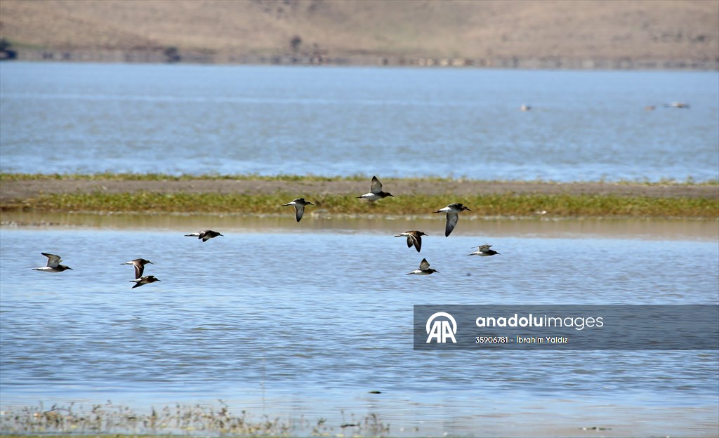 Muş Ovası, sulak alanlarıyla göçmen kuşlara yuva oluyor
