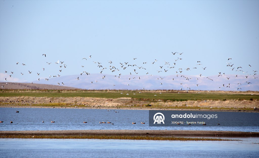 Muş Ovası, sulak alanlarıyla göçmen kuşlara yuva oluyor