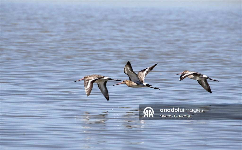 Muş Ovası, sulak alanlarıyla göçmen kuşlara yuva oluyor