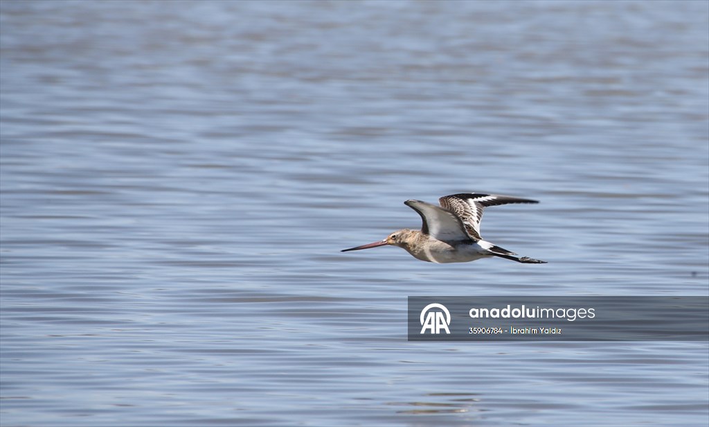 Muş Ovası, sulak alanlarıyla göçmen kuşlara yuva oluyor