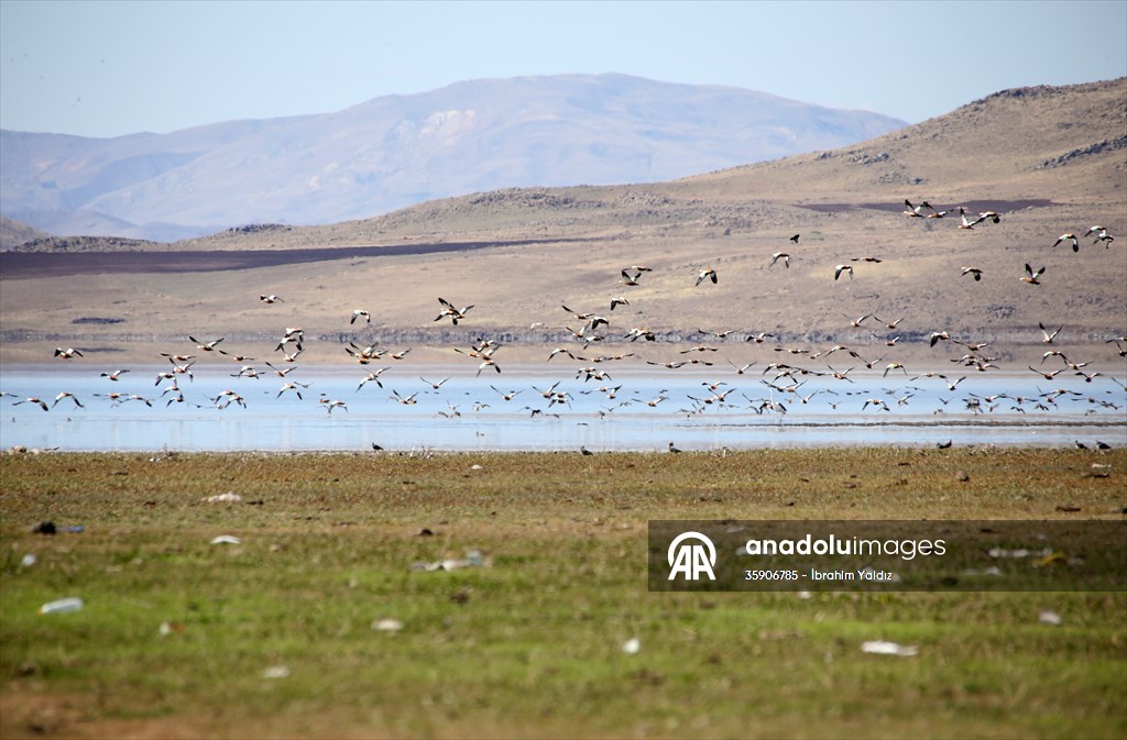 Muş Ovası, sulak alanlarıyla göçmen kuşlara yuva oluyor