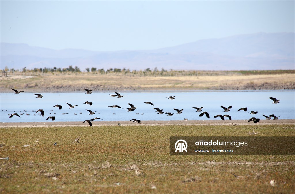 Muş Ovası, sulak alanlarıyla göçmen kuşlara yuva oluyor