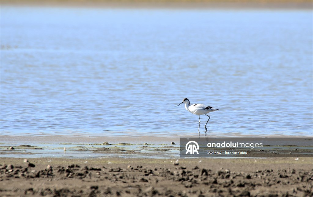 Muş Ovası, sulak alanlarıyla göçmen kuşlara yuva oluyor
