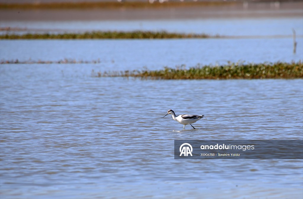 Muş Ovası, sulak alanlarıyla göçmen kuşlara yuva oluyor