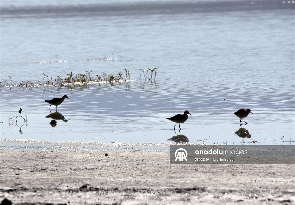 Muş Ovası, sulak alanlarıyla göçmen kuşlara yuva oluyor
