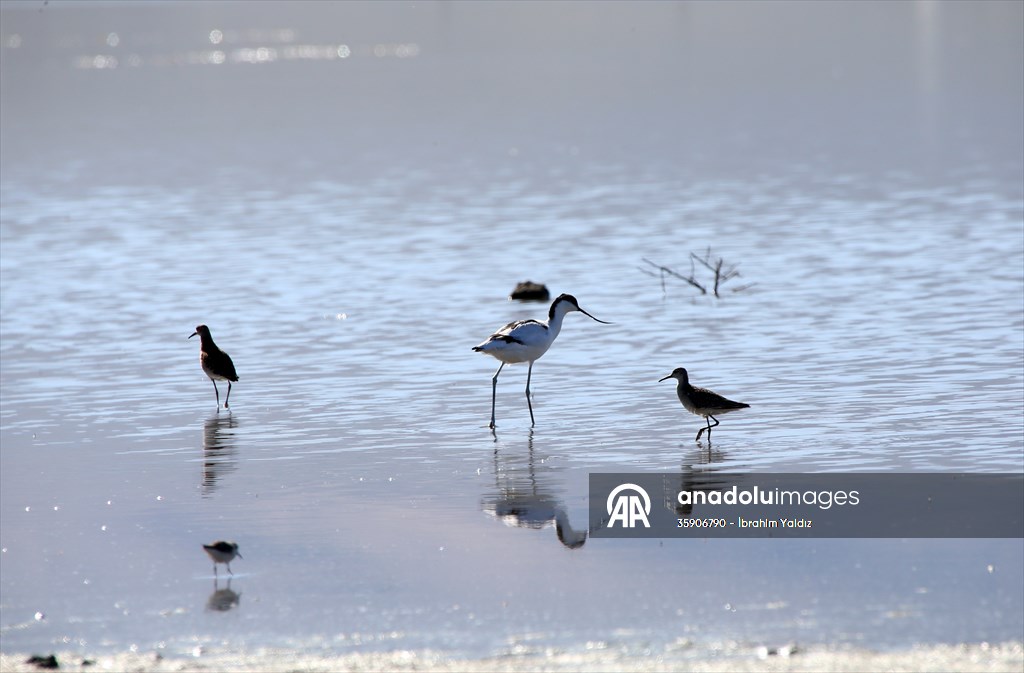 Muş Ovası, sulak alanlarıyla göçmen kuşlara yuva oluyor