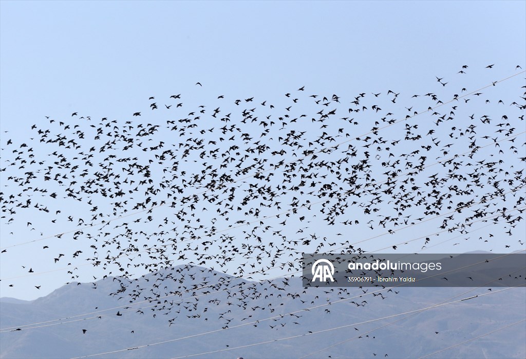 Muş Ovası, sulak alanlarıyla göçmen kuşlara yuva oluyor