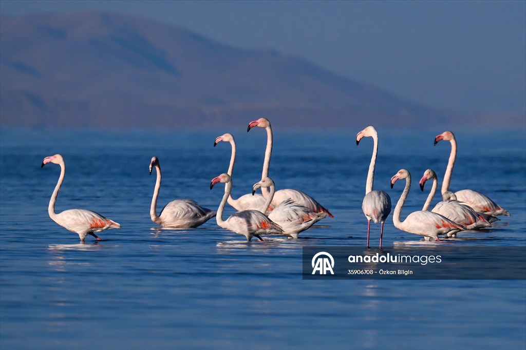 Göçmen kuşlar, sulak alan zengini Van Gölü Havzası ve Muş Ovası'nda konaklıyor