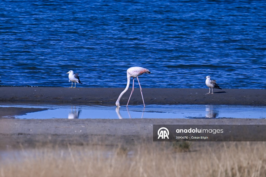 Göçmen kuşlar, sulak alan zengini Van Gölü Havzası ve Muş Ovası'nda konaklıyor