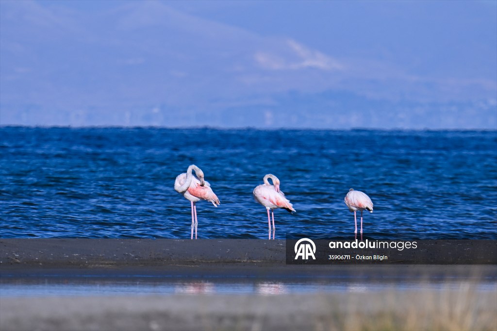 Göçmen kuşlar, sulak alan zengini Van Gölü Havzası ve Muş Ovası'nda konaklıyor