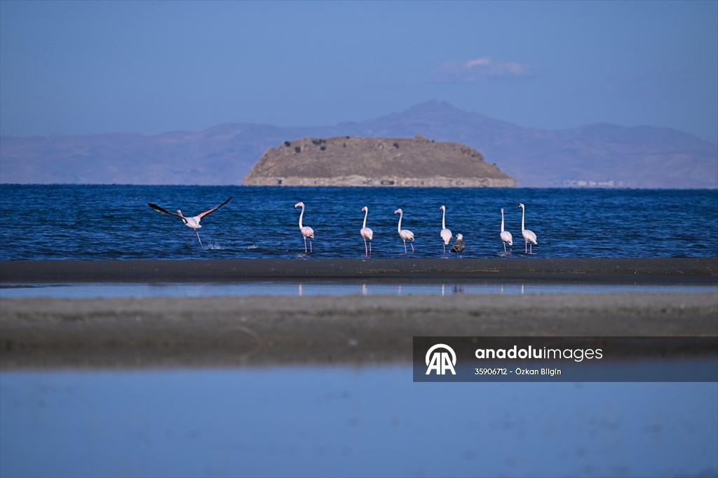 Göçmen kuşlar, sulak alan zengini Van Gölü Havzası ve Muş Ovası'nda konaklıyor