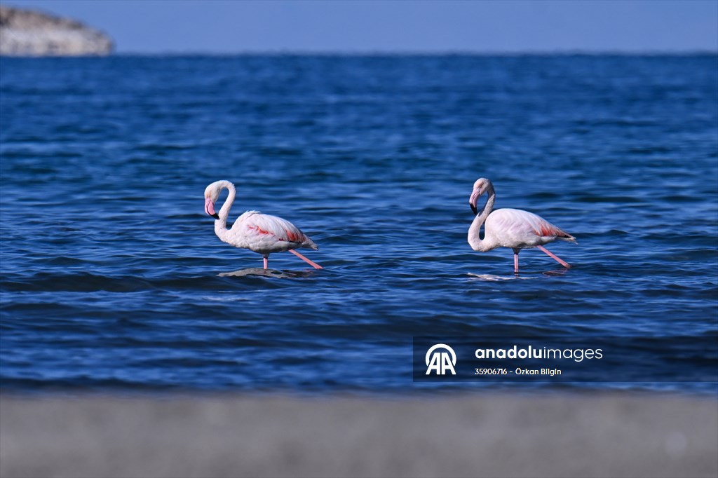 Göçmen kuşlar, sulak alan zengini Van Gölü Havzası ve Muş Ovası'nda konaklıyor