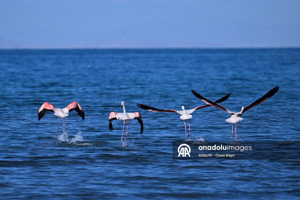Göçmen kuşlar, sulak alan zengini Van Gölü Havzası ve Muş Ovası'nda konaklıyor