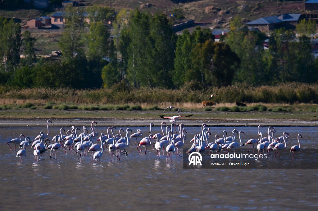 Göçmen kuşlar, sulak alan zengini Van Gölü Havzası ve Muş Ovası'nda konaklıyor