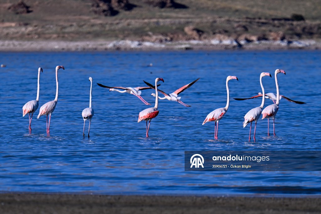 Göçmen kuşlar, sulak alan zengini Van Gölü Havzası ve Muş Ovası'nda konaklıyor