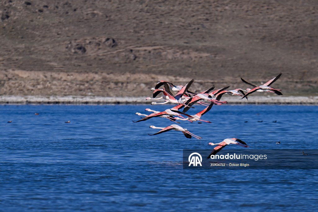 Göçmen kuşlar, sulak alan zengini Van Gölü Havzası ve Muş Ovası'nda konaklıyor