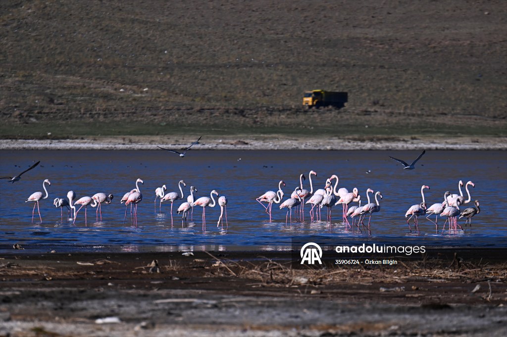 Göçmen kuşlar, sulak alan zengini Van Gölü Havzası ve Muş Ovası'nda konaklıyor