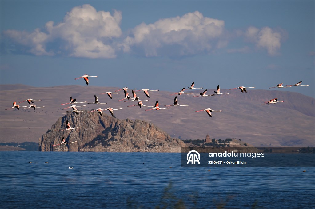 Göçmen kuşlar, sulak alan zengini Van Gölü Havzası ve Muş Ovası'nda konaklıyor