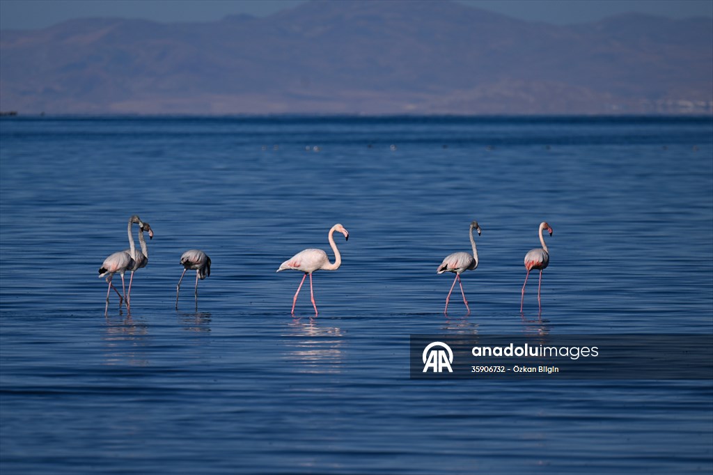 Göçmen kuşlar, sulak alan zengini Van Gölü Havzası ve Muş Ovası'nda konaklıyor