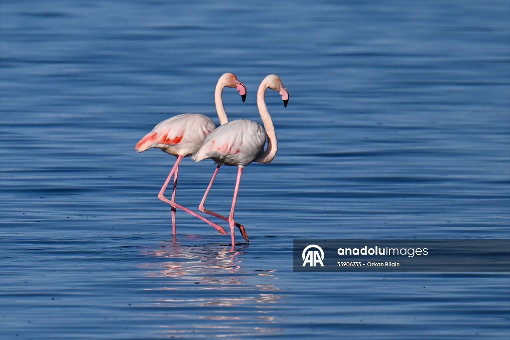 Göçmen kuşlar, sulak alan zengini Van Gölü Havzası ve Muş Ovası'nda konaklıyor