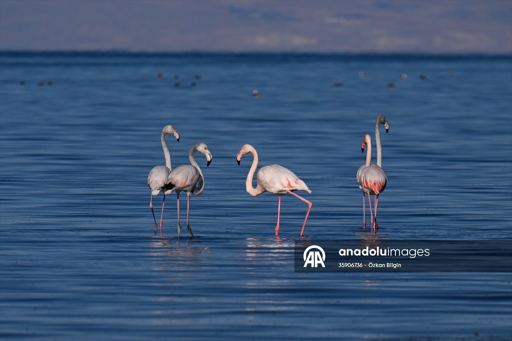 Göçmen kuşlar, sulak alan zengini Van Gölü Havzası ve Muş Ovası'nda konaklıyor