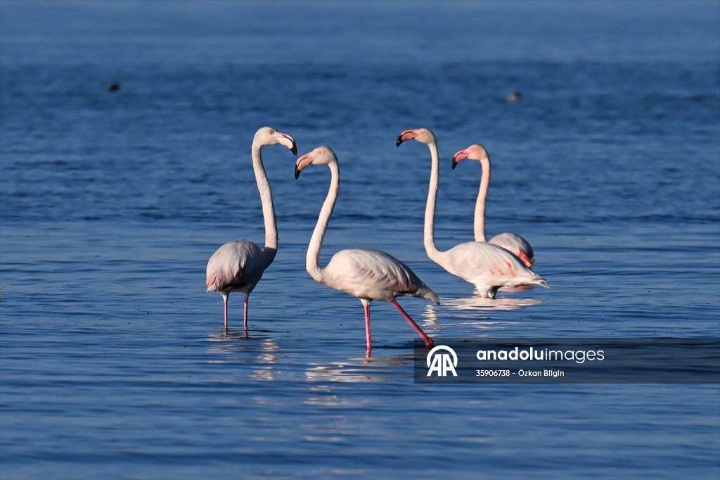 Göçmen kuşlar, sulak alan zengini Van Gölü Havzası ve Muş Ovası'nda konaklıyor