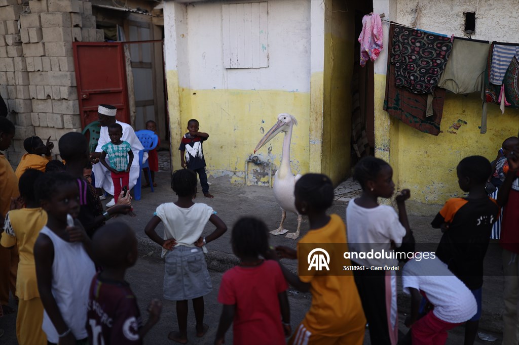 Ndagabar: The Pelican who became a local icon in Saint-Louis, Senegal