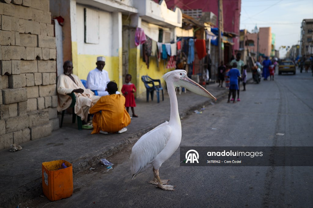 Ndagabar: The Pelican who became a local icon in Saint-Louis, Senegal