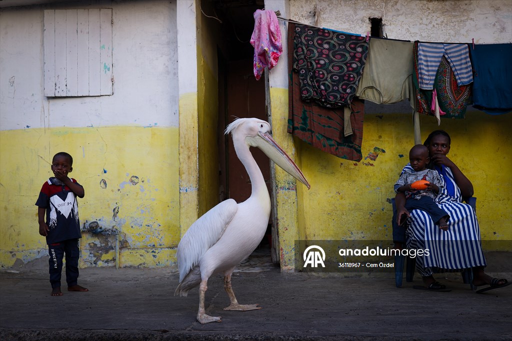 Ndagabar: The Pelican who became a local icon in Saint-Louis, Senegal