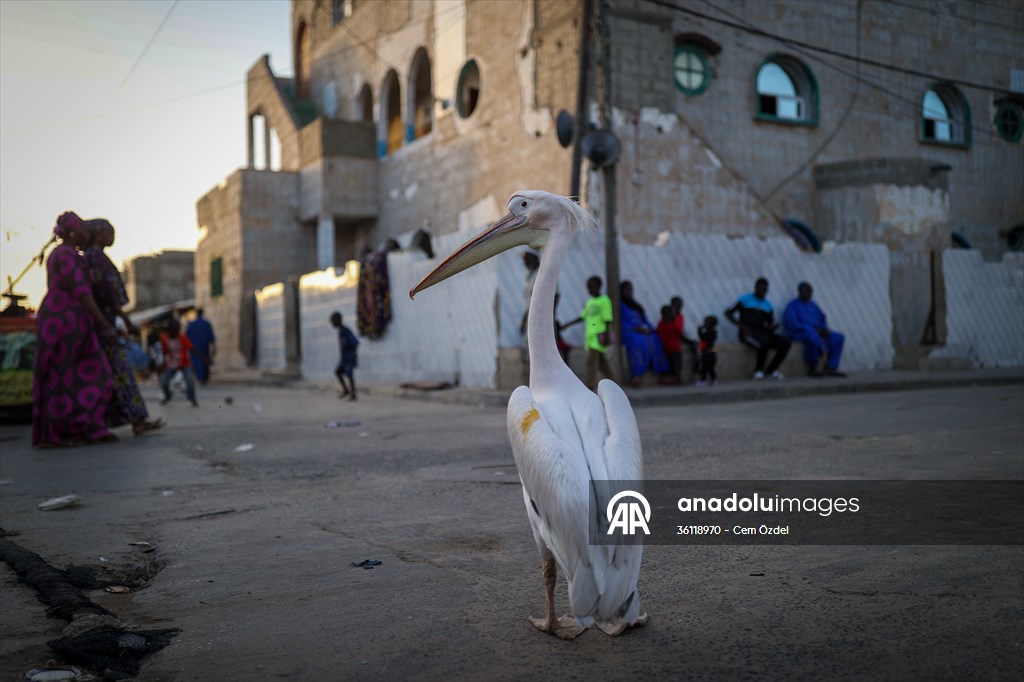 Ndagabar: The Pelican who became a local icon in Saint-Louis, Senegal