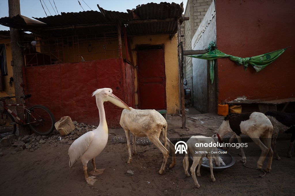 Ndagabar: The Pelican who became a local icon in Saint-Louis, Senegal
