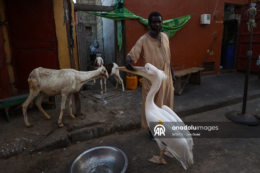 Ndagabar: The Pelican who became a local icon in Saint-Louis, Senegal
