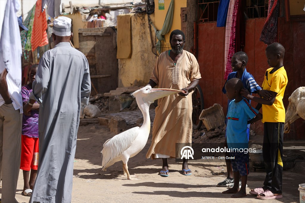Ndagabar: The Pelican who became a local icon in Saint-Louis, Senegal
