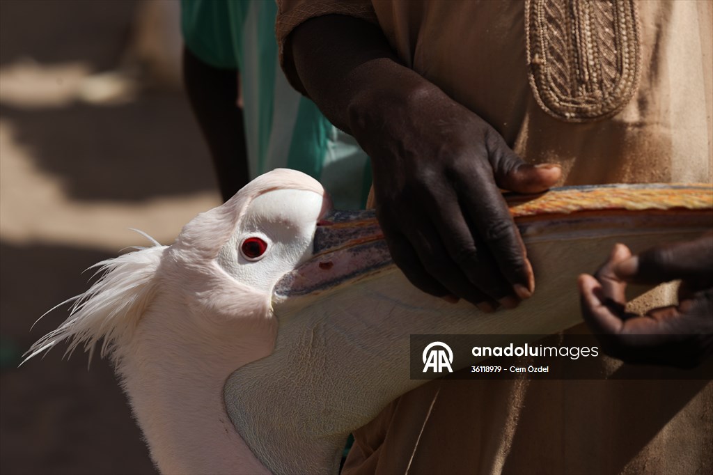 Ndagabar: The Pelican who became a local icon in Saint-Louis, Senegal