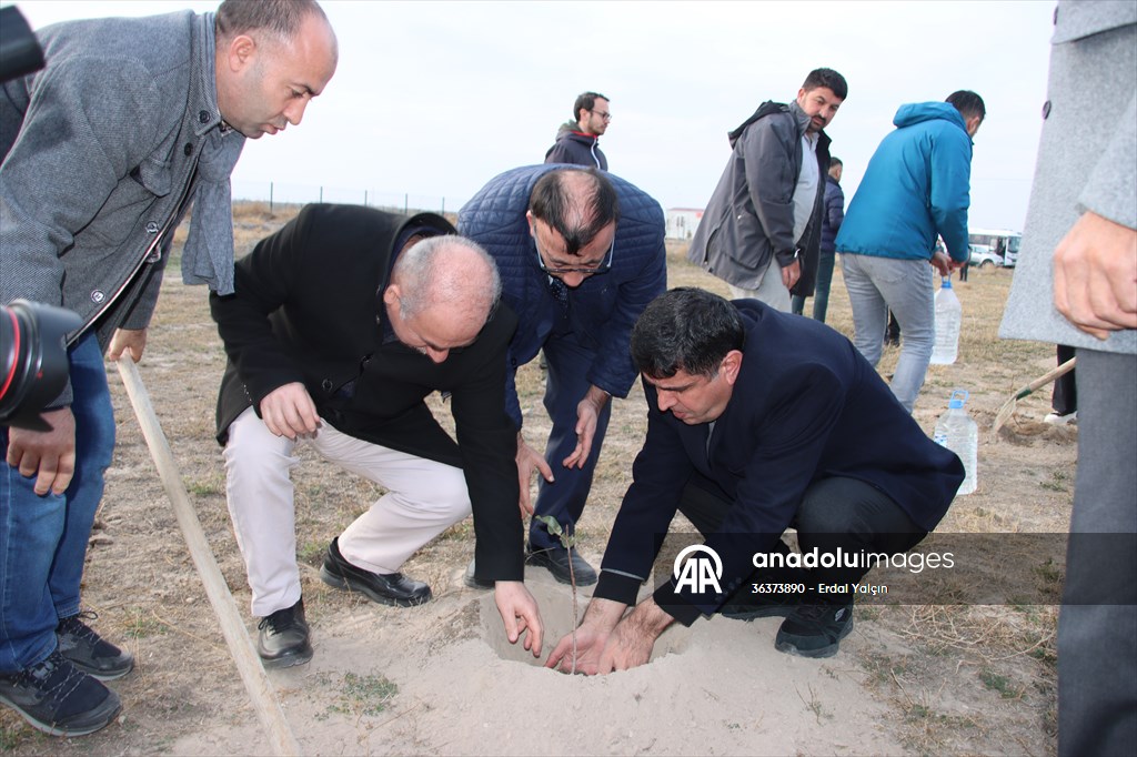 Iğdır'daki Aralık Erozyon Sahası'nda Antep fıstığı üretilecek